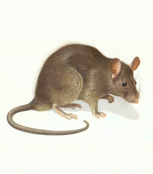 黃胸鼠